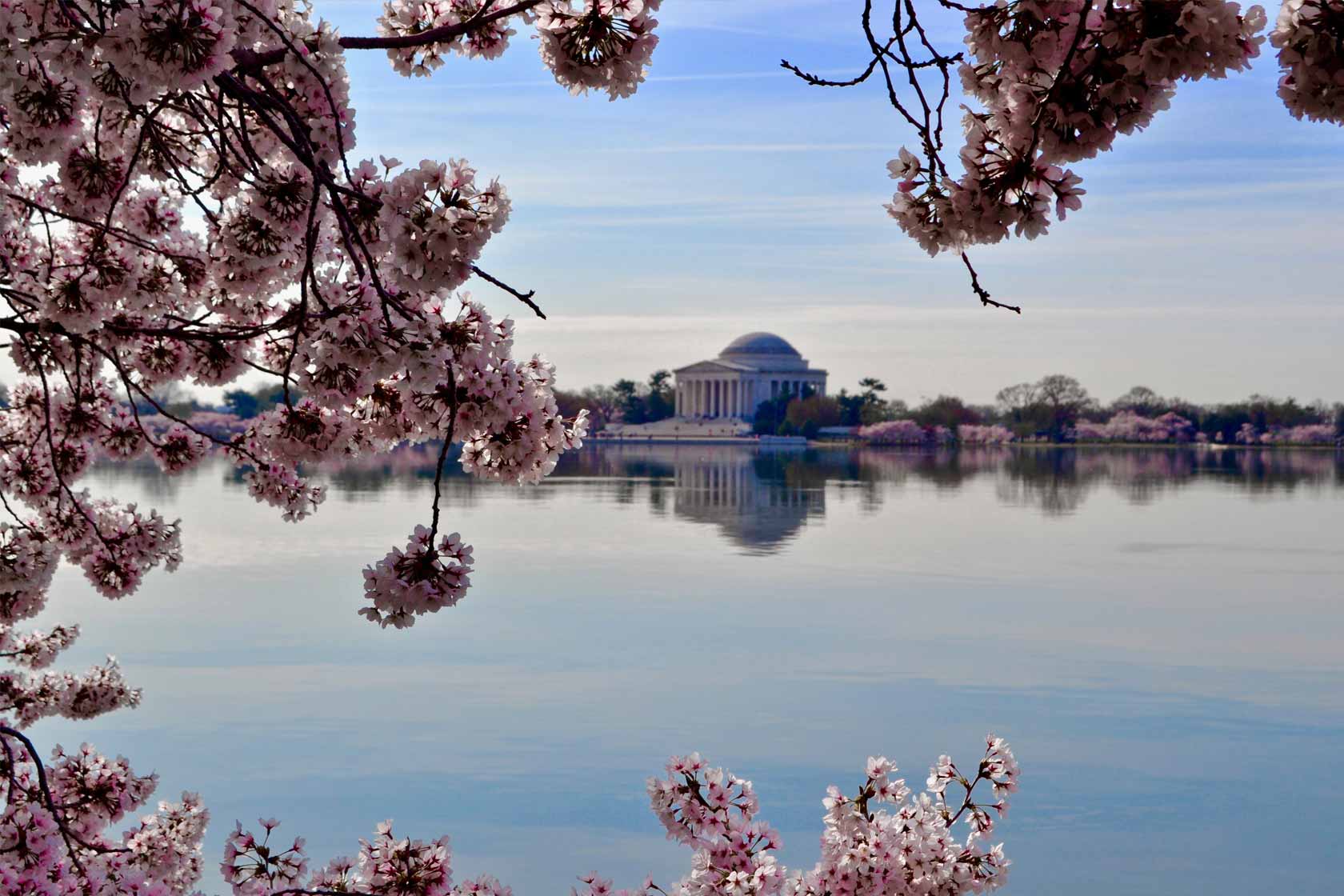 cherry blossoms in Washington D.C.